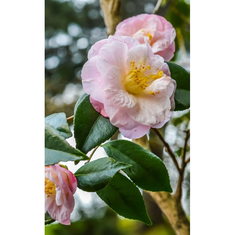 Camellia Moonlight Bay - Same Day Delivery