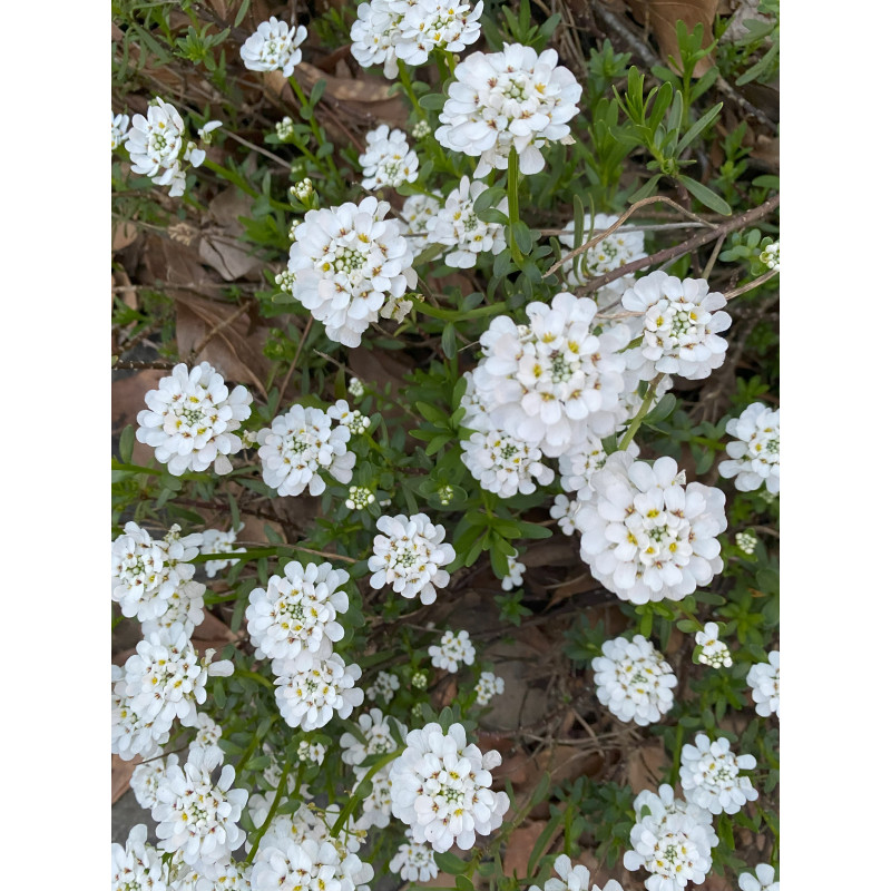 Candytuft Snowflake  - Same Day Delivery