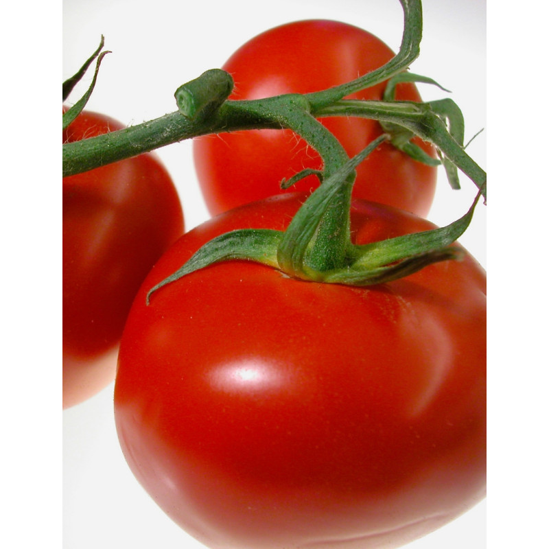 Celebrity Tomato Plant - Same Day Delivery