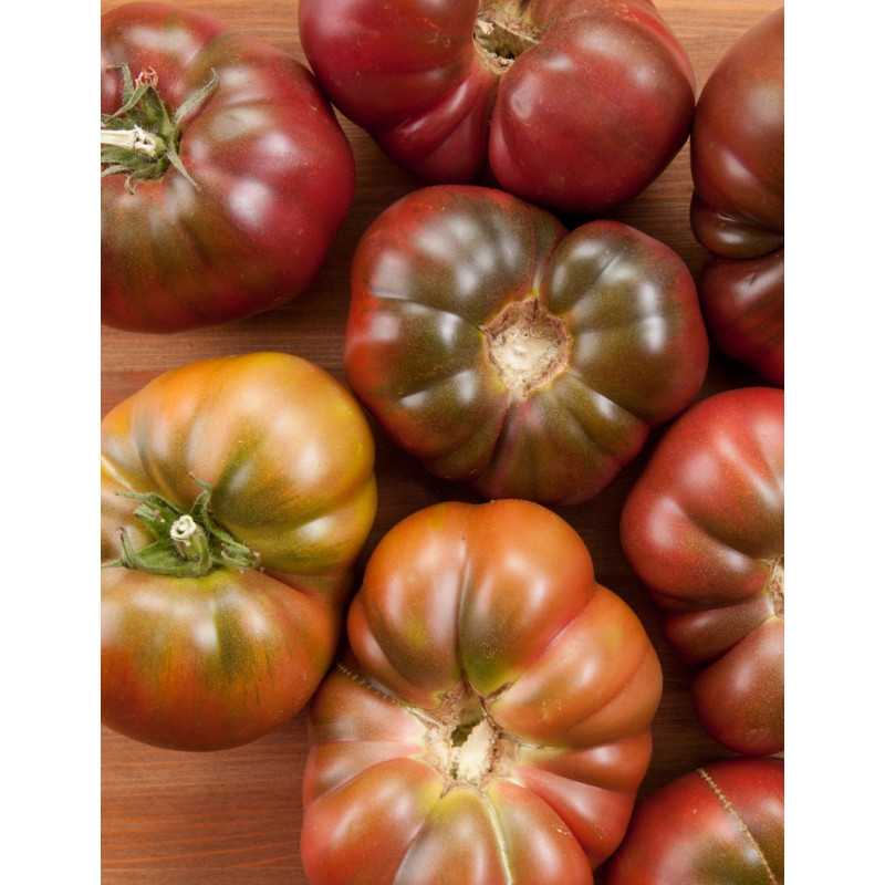 Cherokee Purple Tomato Plants - Same Day Delivery
