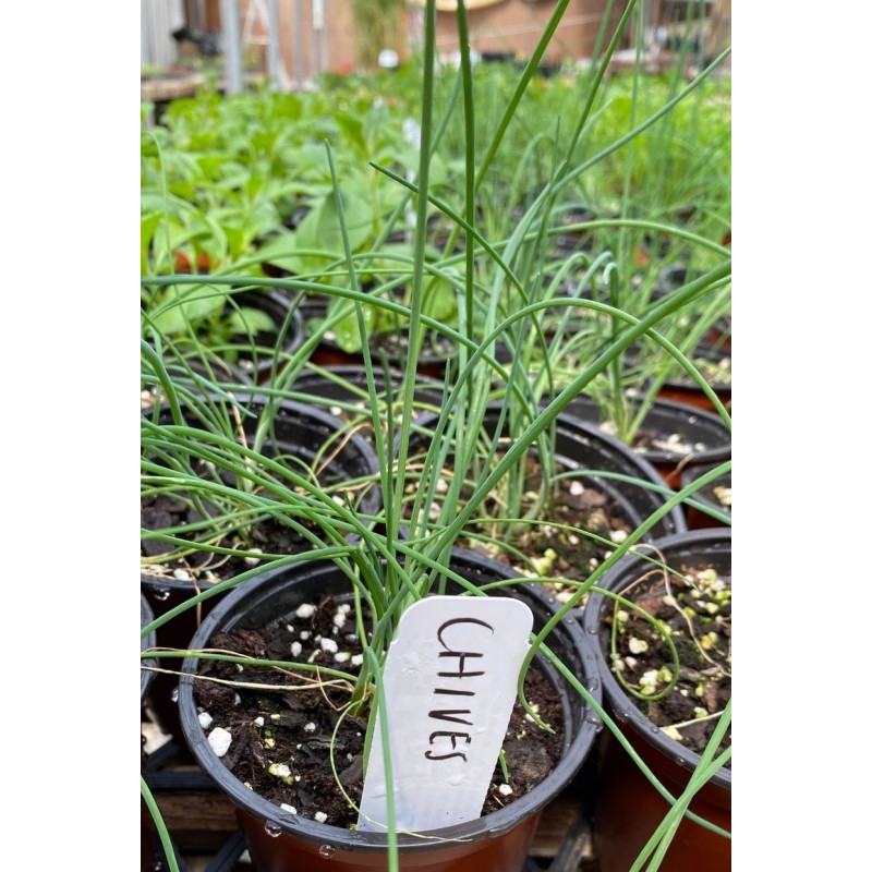 Chives Plant - Same Day Delivery