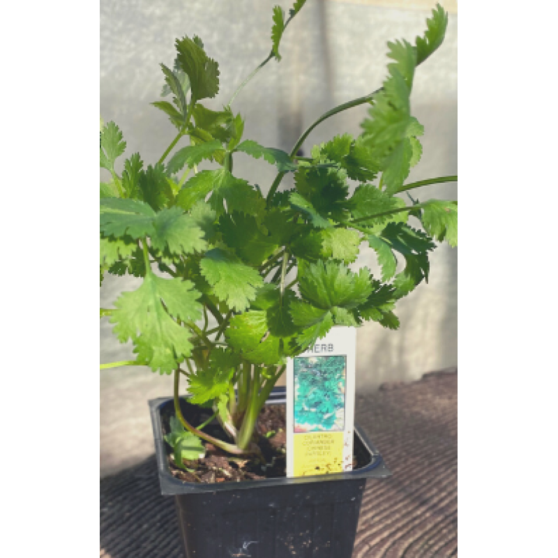 Cilantro Herb Plant - Same Day Delivery