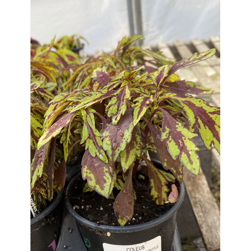 Coleus Flamethrower Chipotle - Same Day Delivery