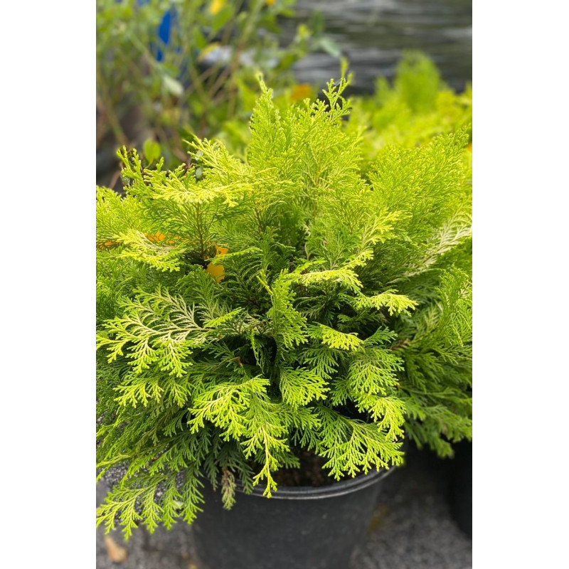 Golden Hinoki False Cypress - Same Day Delivery