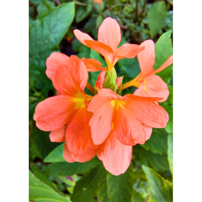 Crossandra - Same Day Delivery