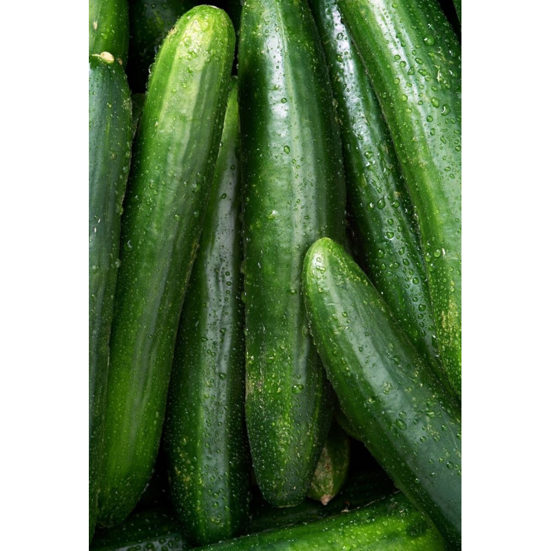 Cucumber Burpless Bush Plants - Same Day Delivery