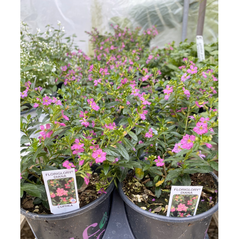 Cuphea FloriGlory Diana - Same Day Delivery