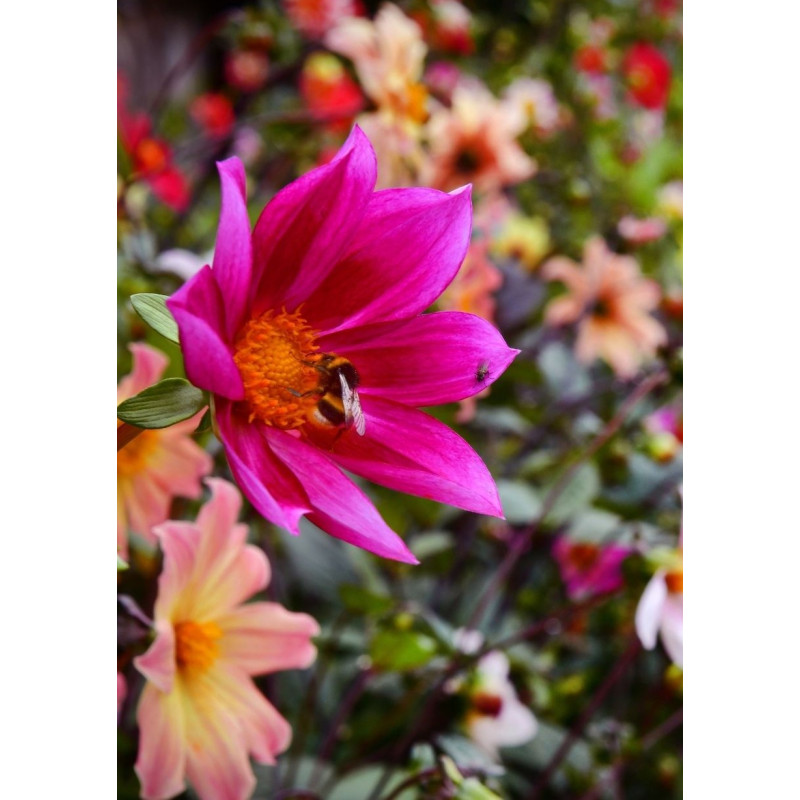 Dahlia Figaro Mix - Same Day Delivery