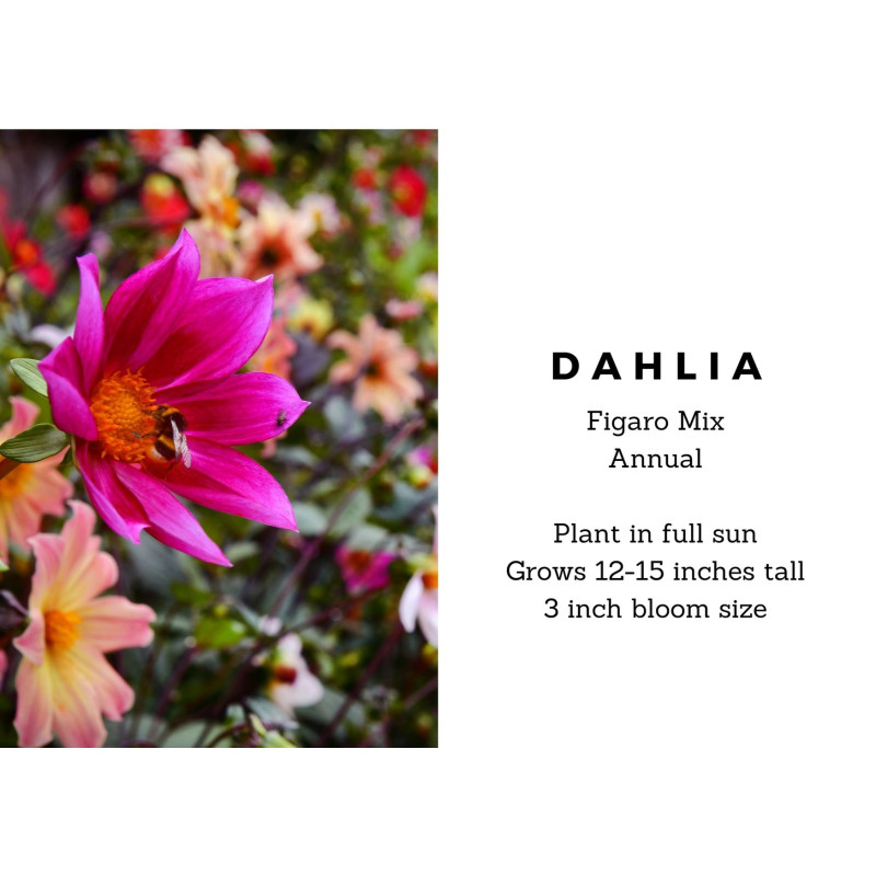 Dahlia Figaro Mix - Same Day Delivery