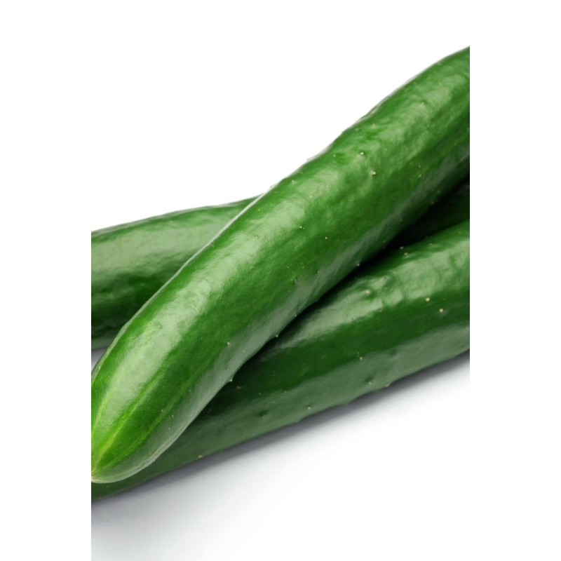 Cucumber Burpless Supreme Plants - Same Day Delivery