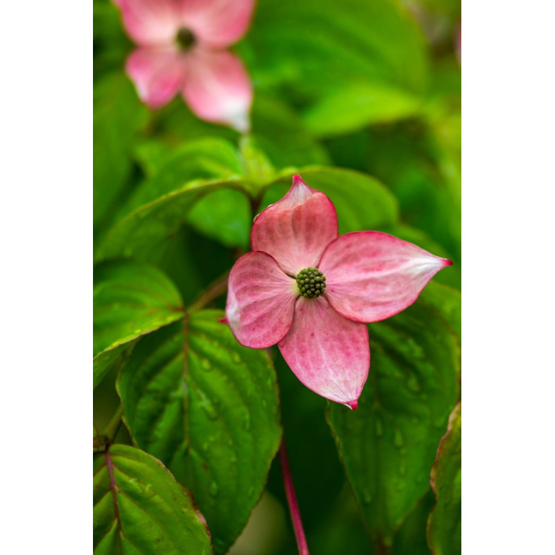 Dogwood Rosy Teacups - Same Day Delivery