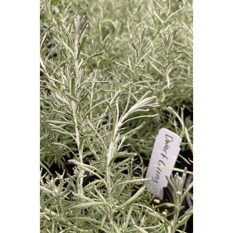 Curry Plant Dwarf - Same Day Delivery