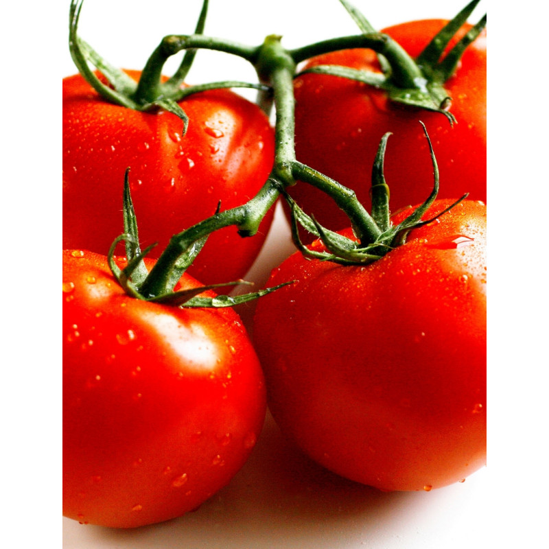 Early Girl Tomato Plants - Same Day Delivery