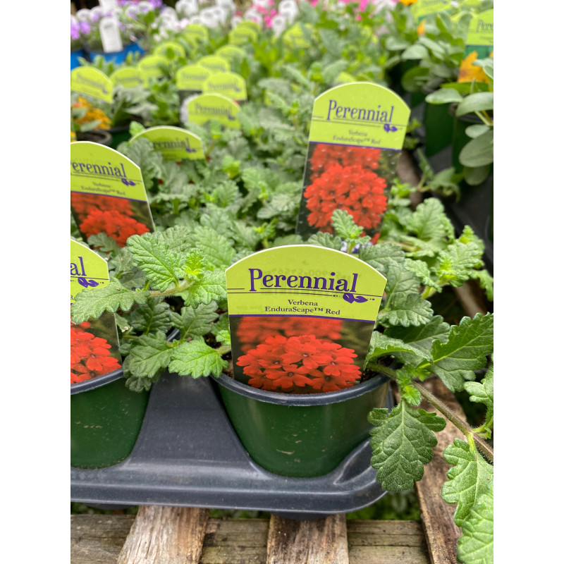 Verbena Endurascape Red - Same Day Delivery