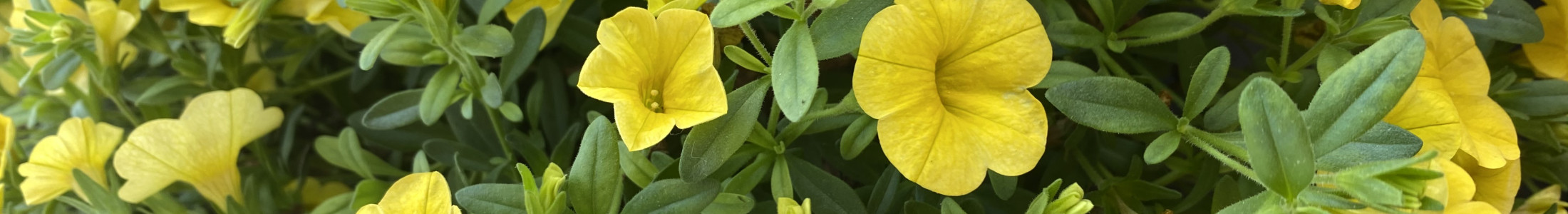 Fathers Day Gifts, Fathers Day Flowers