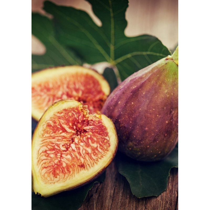 Fig Texas Everbearing 1 Gal - Same Day Delivery
