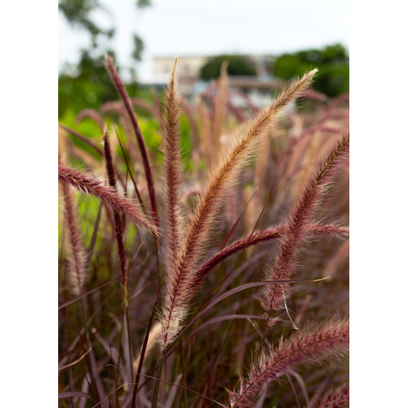 Pennisteum Rubrum - Same Day Delivery