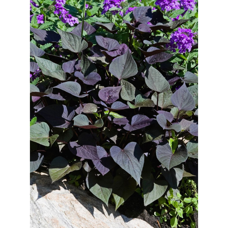 Ipomoea Georgia Purple Heart - Same Day Delivery