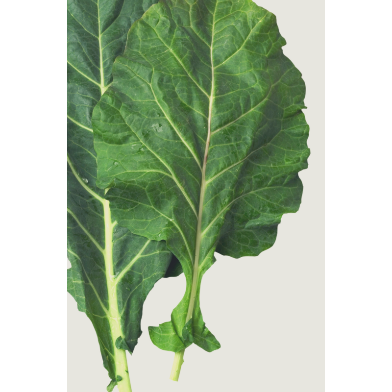Collards Georgia Southern Plants  - Same Day Delivery