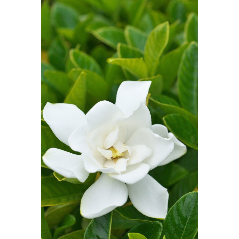 Gardenia Frostproof 3 Gal - Same Day Delivery