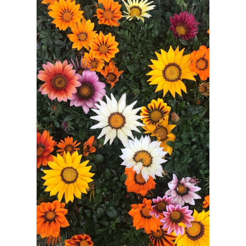 Gazania Frosty Kiss - Same Day Delivery