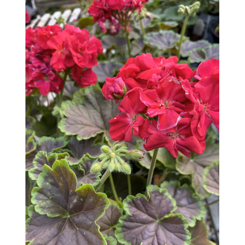 Geranium Brocade Cherry Night - Same Day Delivery