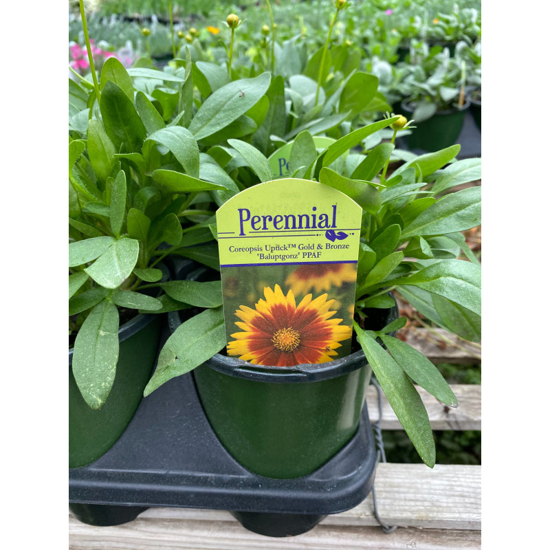 Coreopsis Gold and Bronze - Same Day Delivery