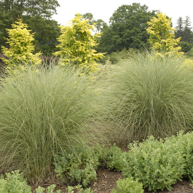 Morning Light Ornamental Grass Miscanthus sinensis - Same Day Delivery