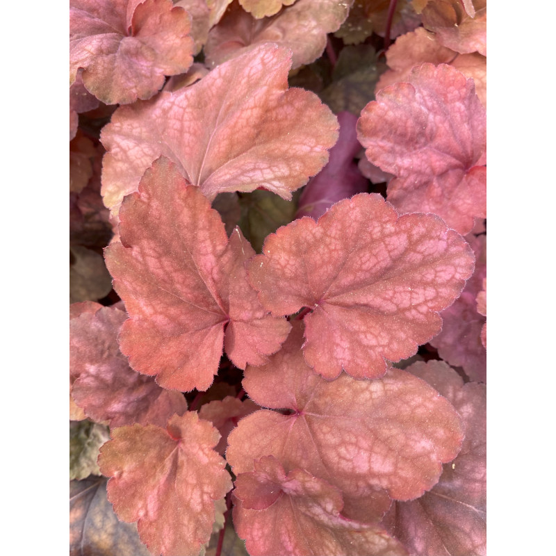 Heuchera Amber Lady - Same Day Delivery