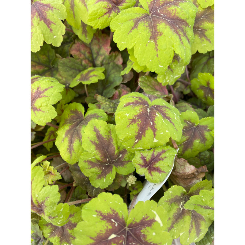 Heucherella Stoplight - Same Day Delivery