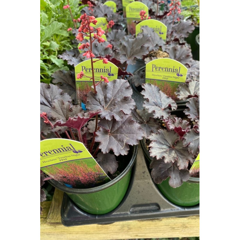 Heuchera Timeless Night - Same Day Delivery