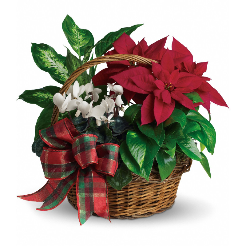 Holiday Plant Basket - Same Day Delivery