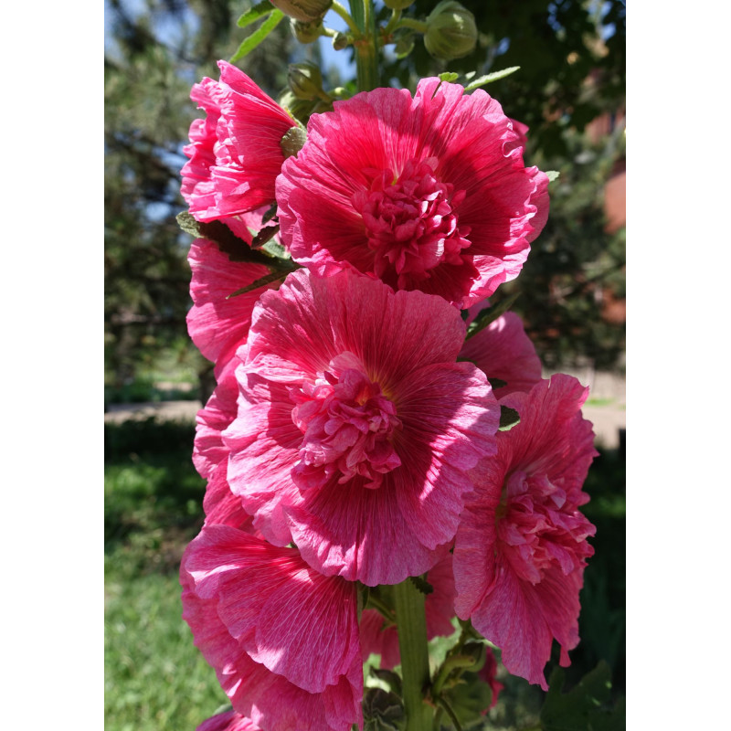 Hollyhocks Chaters Double Mix  - Same Day Delivery