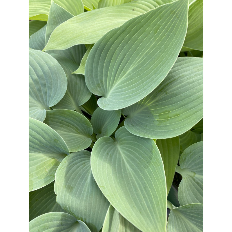 Hosta Abiqua Drinking Gourd - Same Day Delivery