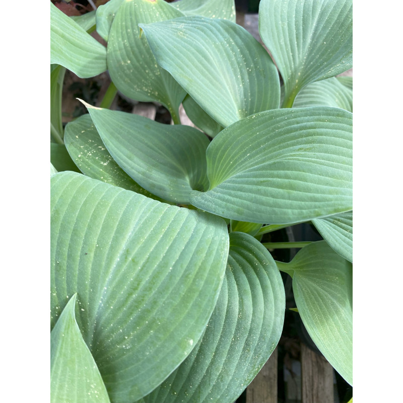 Hosta Blue Angel  - Same Day Delivery