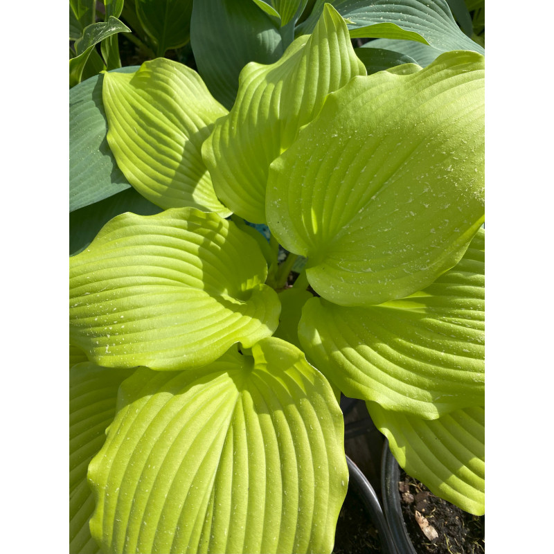 Hosta Dancing Queen - Same Day Delivery