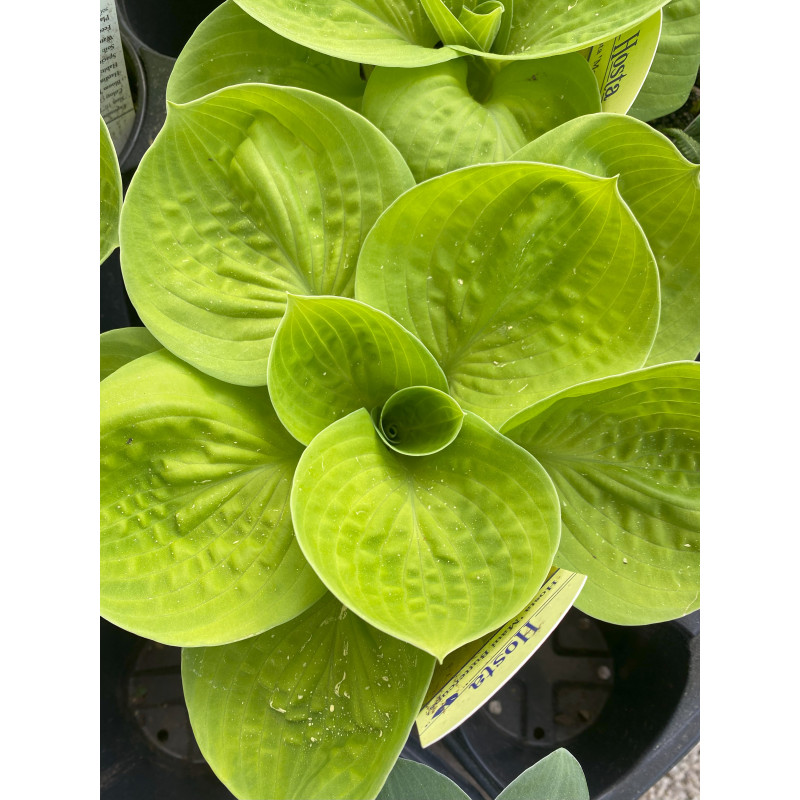 Hosta Maui Buttercup - Same Day Delivery