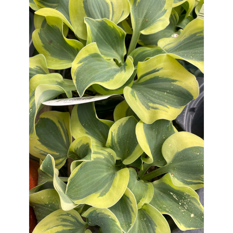 Hosta Mini Skirt - Same Day Delivery