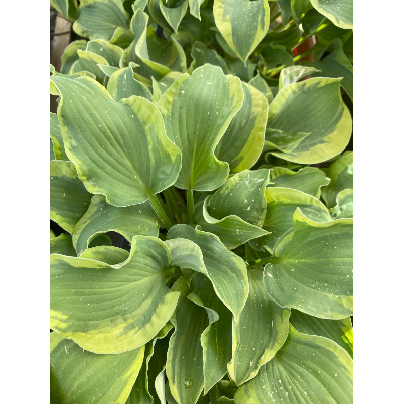 Hosta Wrinkle in Time - Same Day Delivery