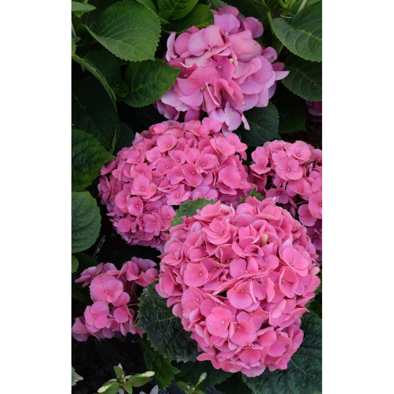 Hydrangea Ada Lynn - Same Day Delivery