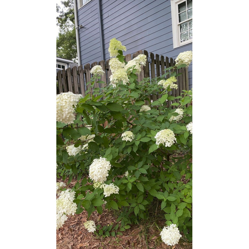 Hydrangea Limelight 3 Gal - Same Day Delivery