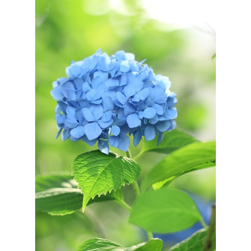 Hydrangea Nikko Blue - Same Day Delivery