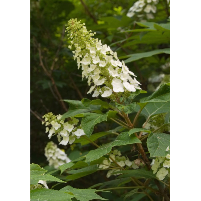 Hydrangea Snow Queen - Same Day Delivery