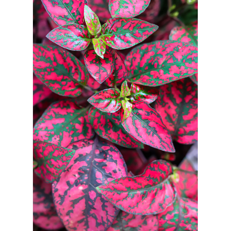 Hypoestes Confetti Comp Red - Same Day Delivery