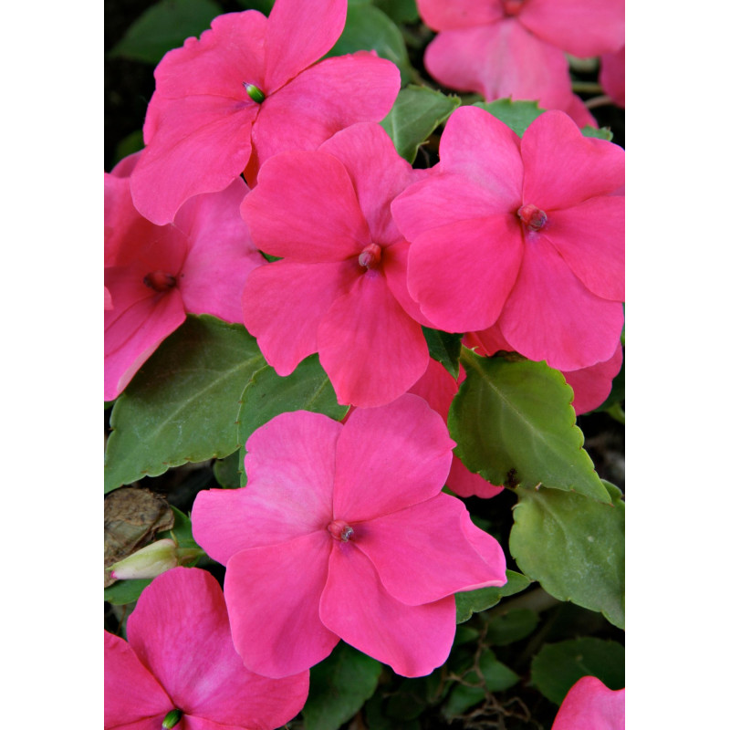 Impatiens Beacon Rose  - Same Day Delivery