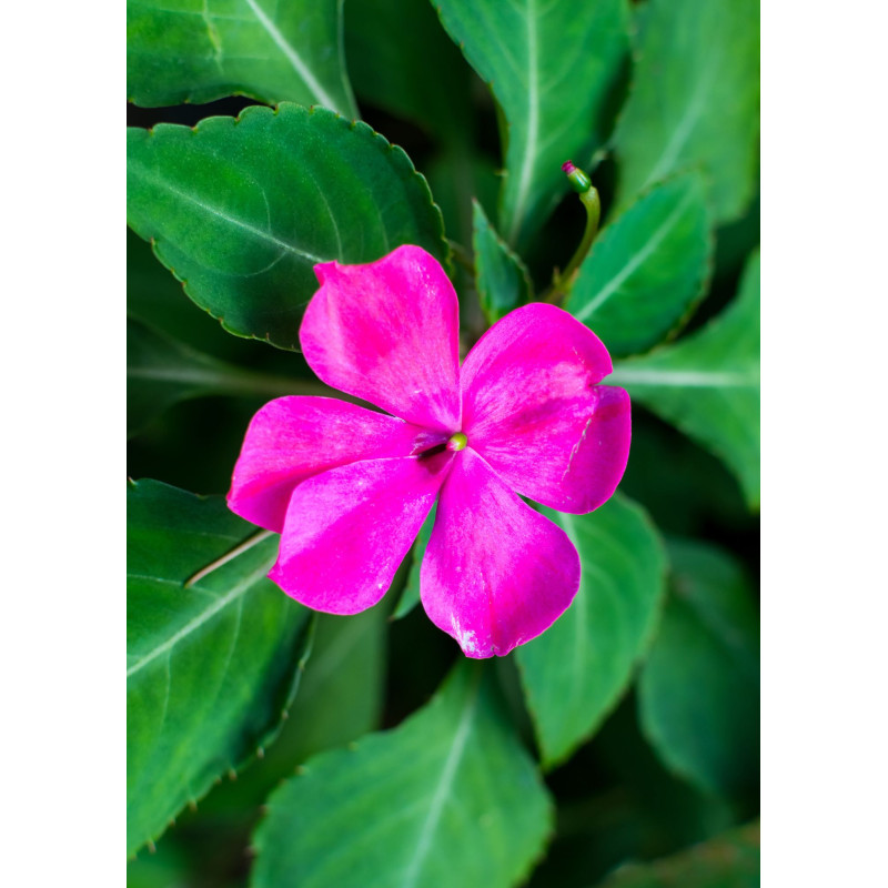 Impatiens Beacon Violet - Same Day Delivery