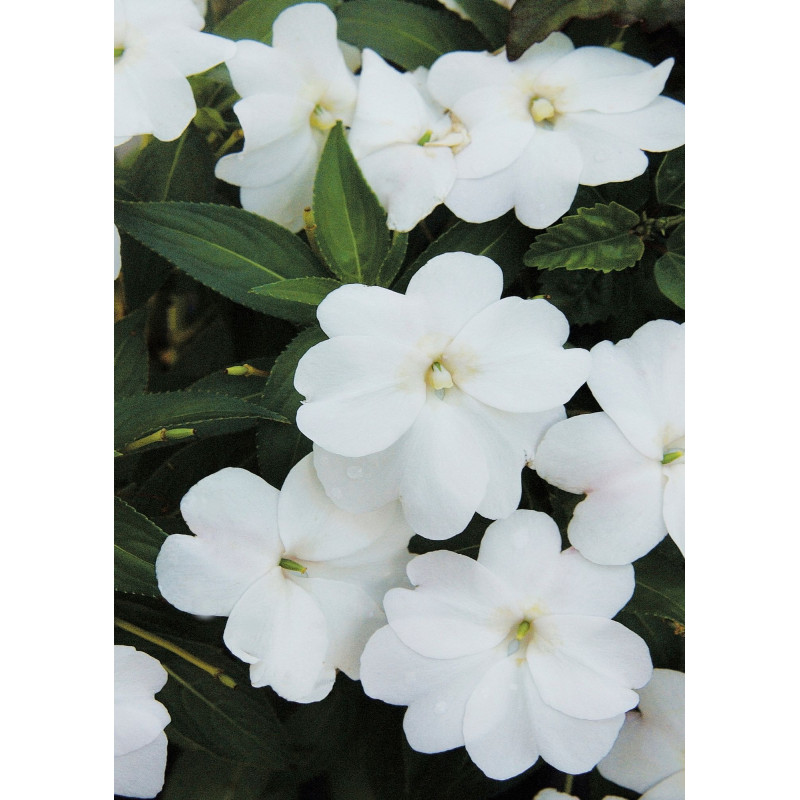 Impatiens Beacon White - Same Day Delivery
