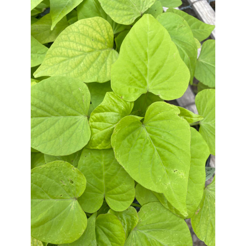 Ipomoea Heart Lt Green - Same Day Delivery