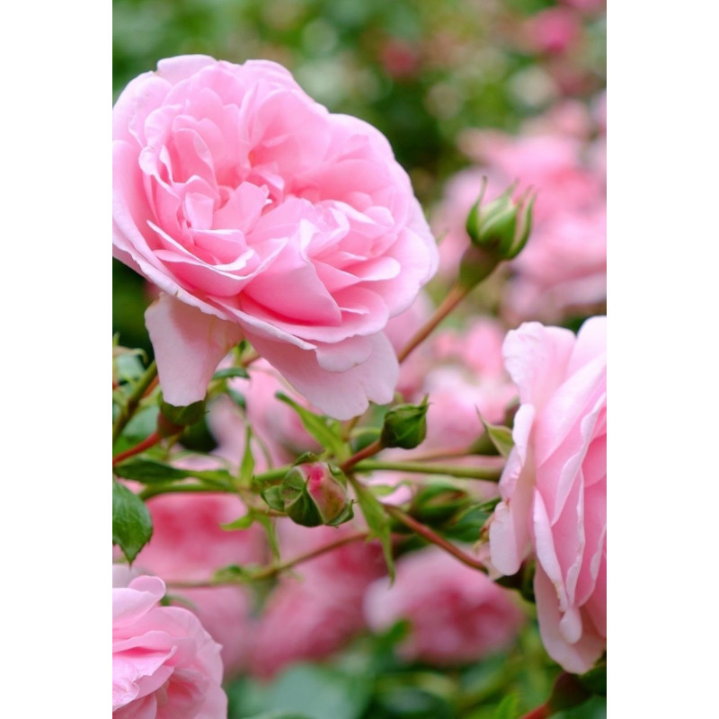 Knock Out Rose Double Pink  - Same Day Delivery