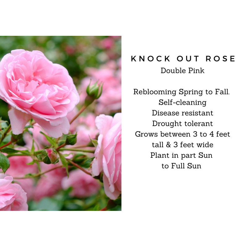 Knock Out Rose Double Pink  - Same Day Delivery